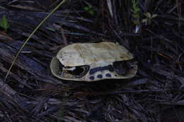 Imagem de Deirochelys reticularia chrysea Schwartz 1956