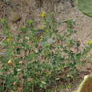 Image of Trigonella esculenta Willd.
