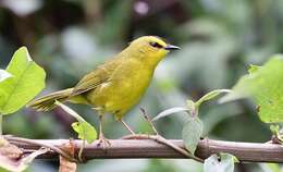 Image of Black-crested Warbler