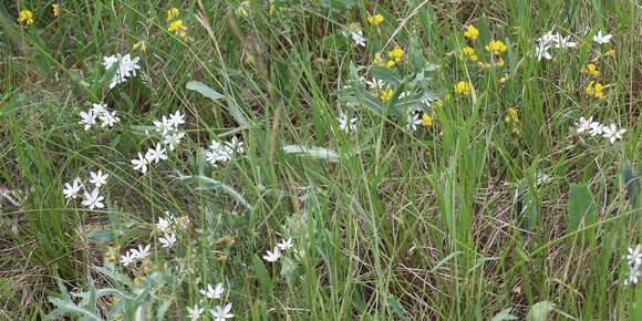 Imagem de Ornithogalum comosum L.