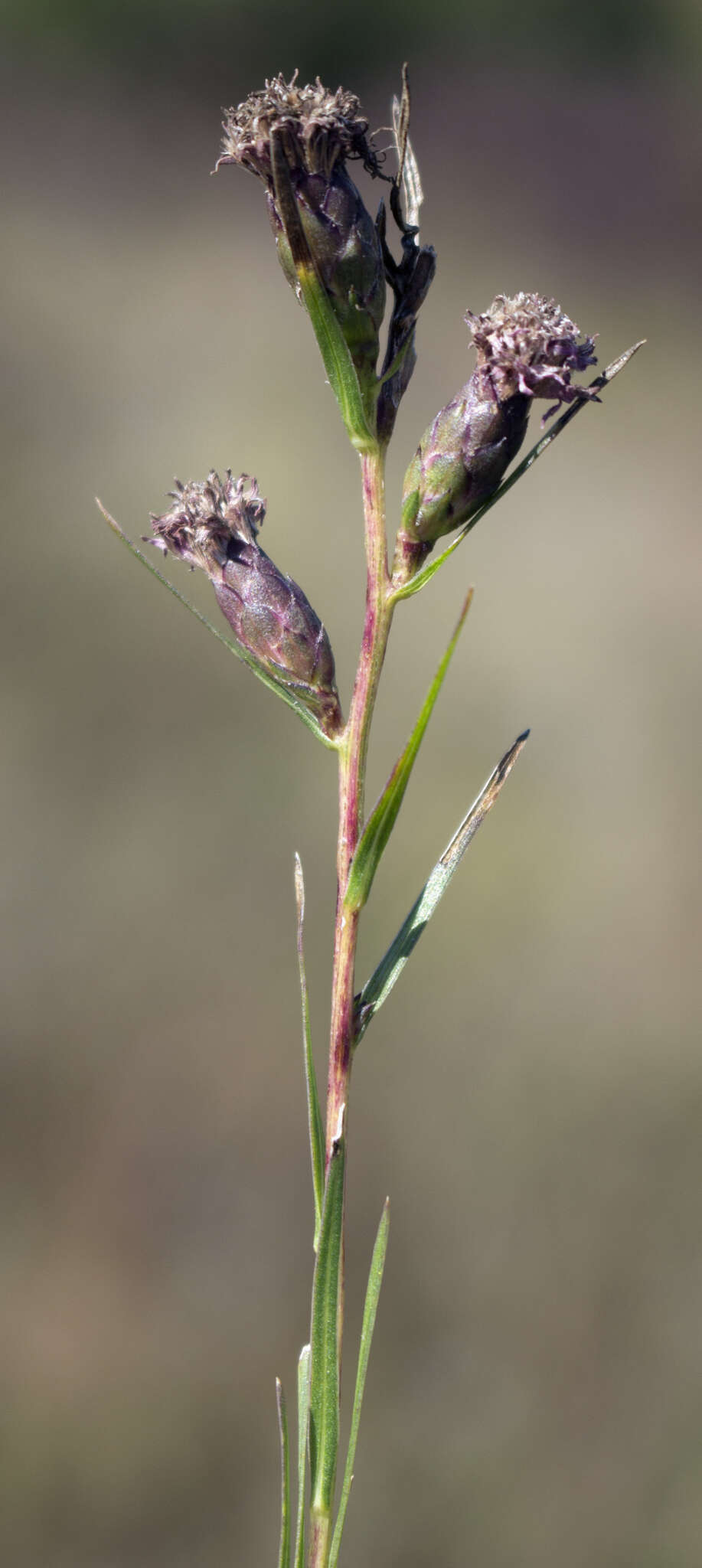 Image of Ontario blazing star