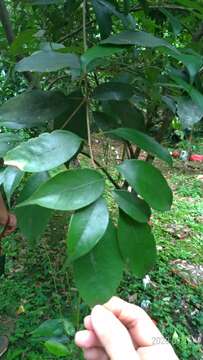 Image of Japanese blue oak