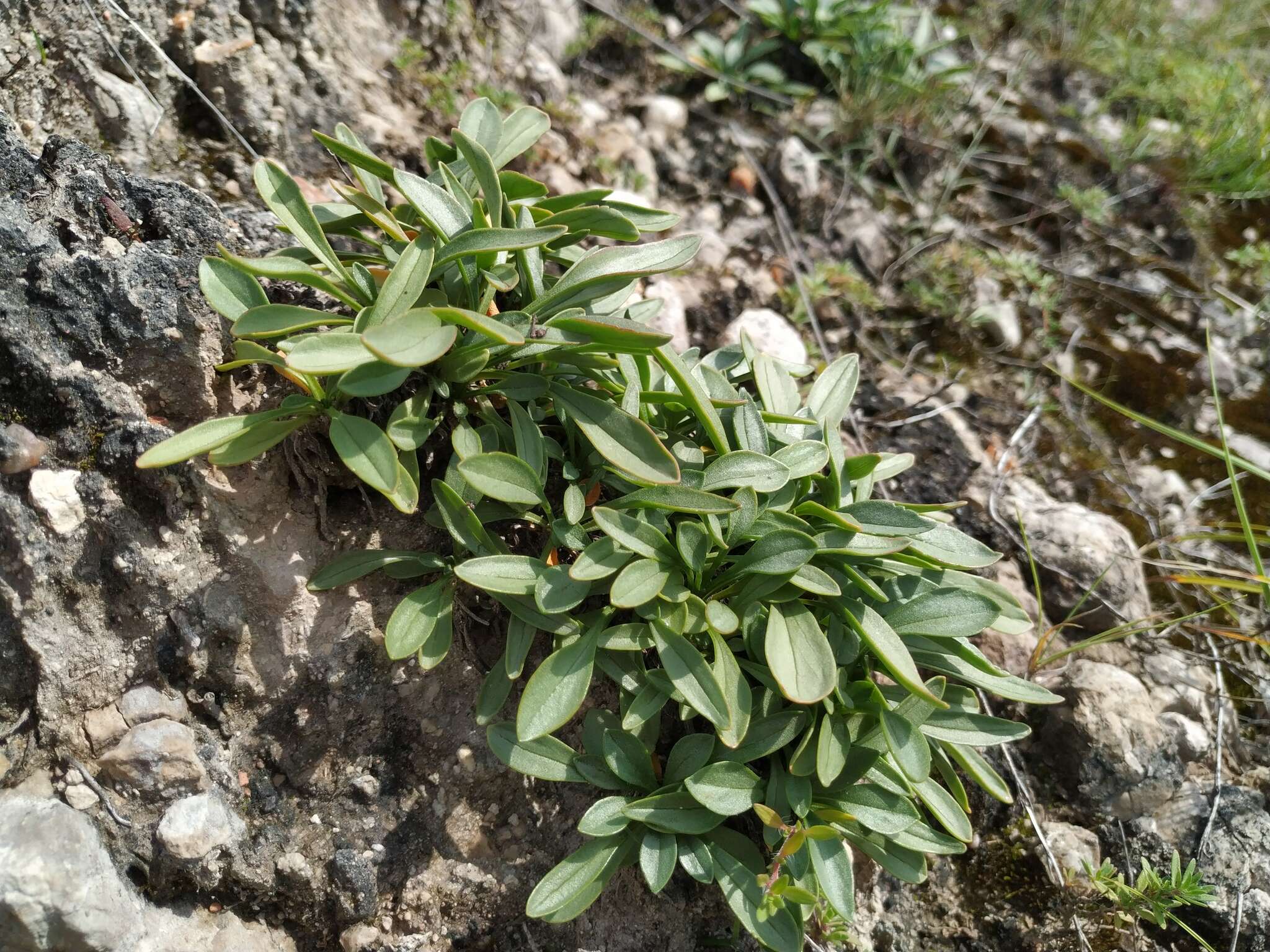 Image of Patrinia sibirica (L.) Juss.