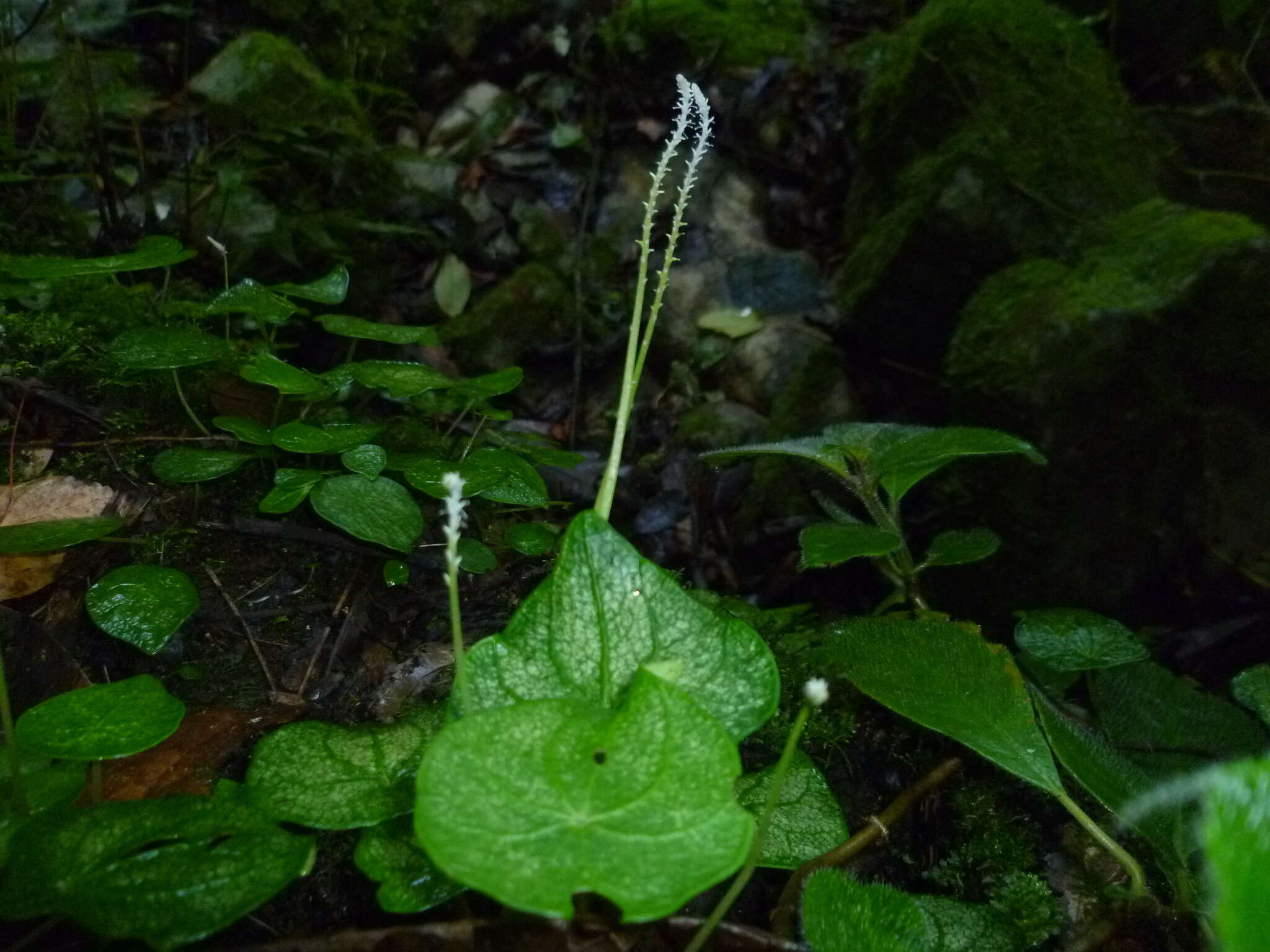 Image of Peperomia claytonioides Kunth