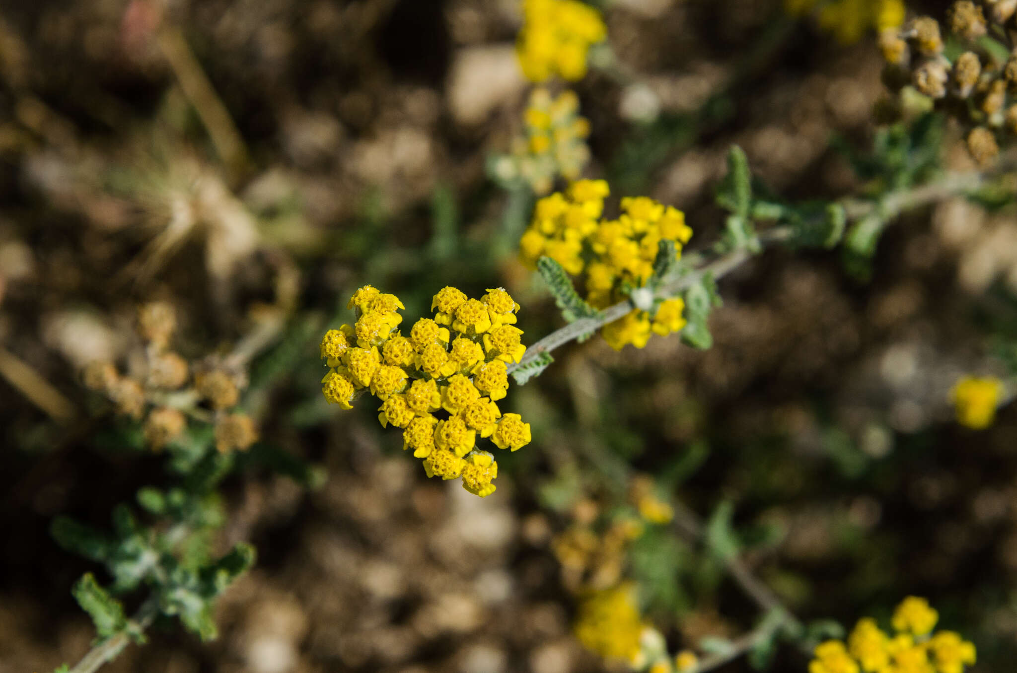 Image of Achillea leptophylla Bieb.