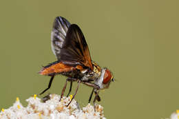 Imagem de Ectophasia crassipennis (Fabricius 1794)