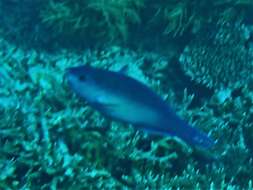 Image of Chameleon parrotfish