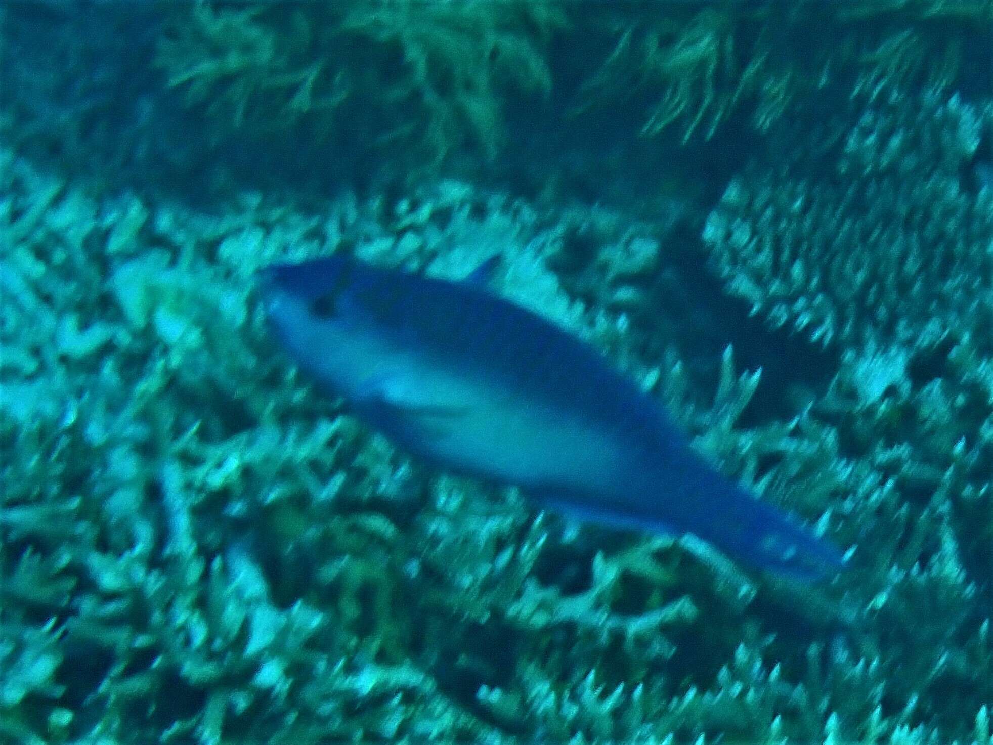 Image of Chameleon parrotfish