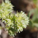 Image of Scleranthus annuus subsp. annuus