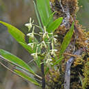 Image of Epidendrum erosum Ames & C. Schweinf.