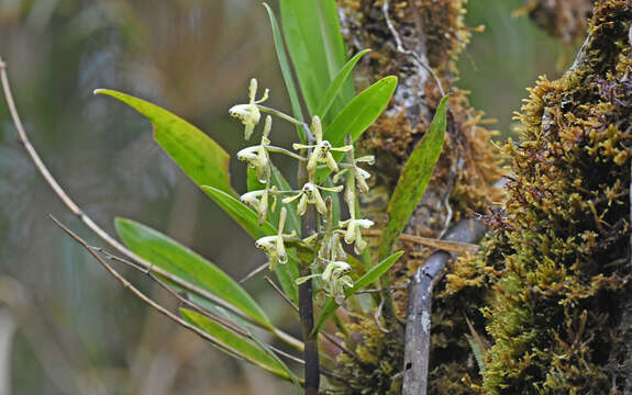 Image of Epidendrum erosum Ames & C. Schweinf.