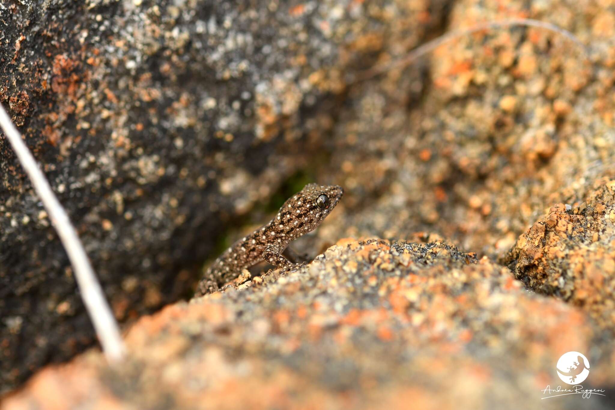 Image of Variegated dtella