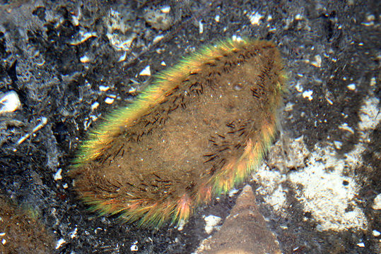 Image of Sea mouse