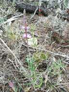 Sivun Verbena neomexicana (A. Gray) Briq. kuva