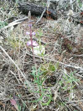 Image of hillside vervain