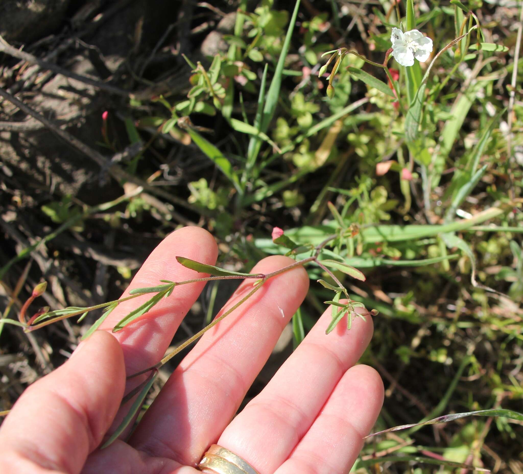 Image of canyon clarkia