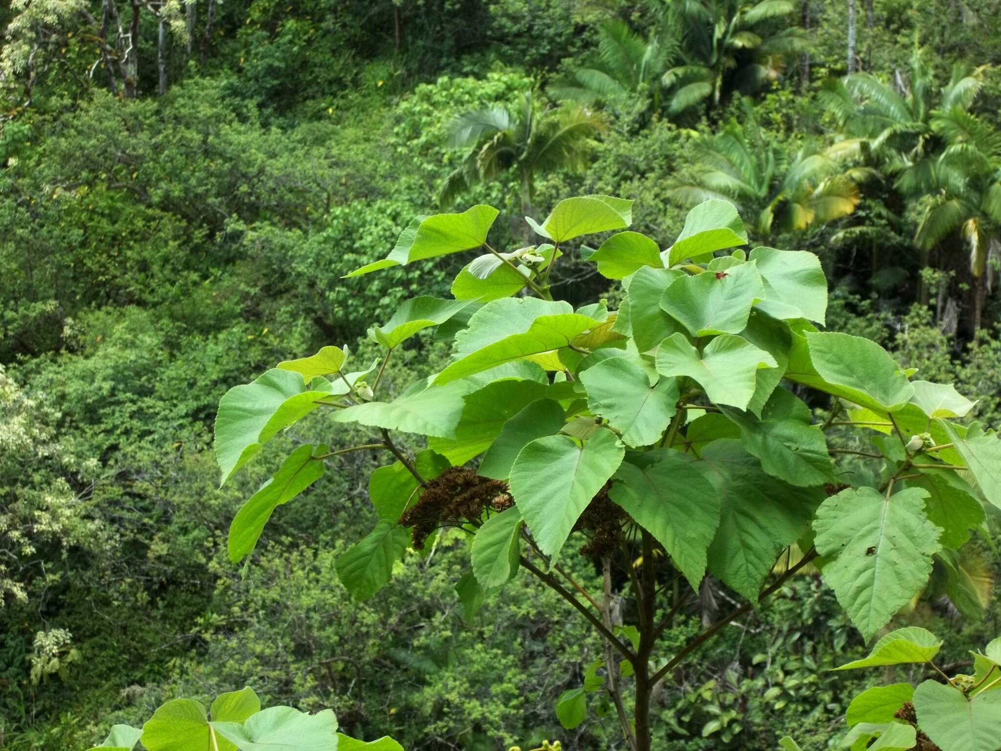 Image de Melochia umbellata (Houtt.) Stapf