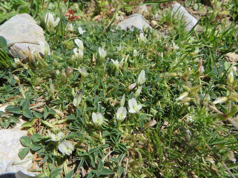 Image de Trifolium uniflorum L.