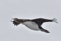 Image of Bounty Shag