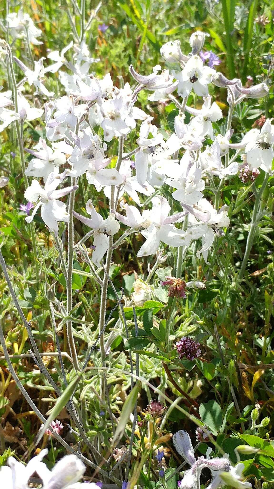 Delphinium variegatum subsp. kinkiense (Munz) M. J. Warnock的圖片