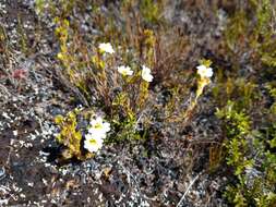 Image of Euphrasia townsonii Petrie