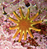 Image of Morning sun star