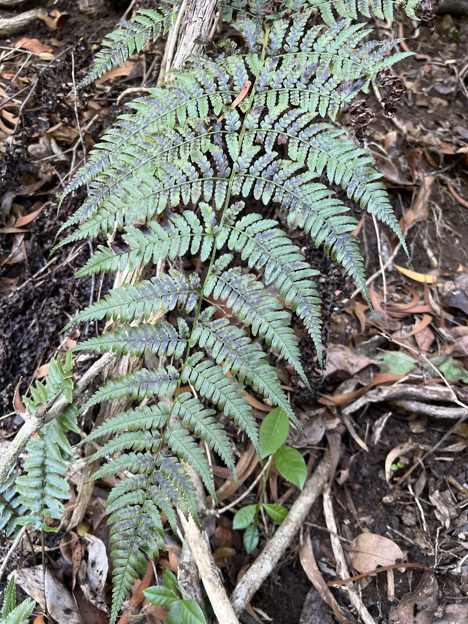 Image of Pacific Wood Fern