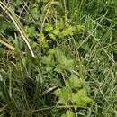 Image of Rubus conjungens (Bab.) Warren