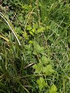 Image of Rubus conjungens (Bab.) Warren