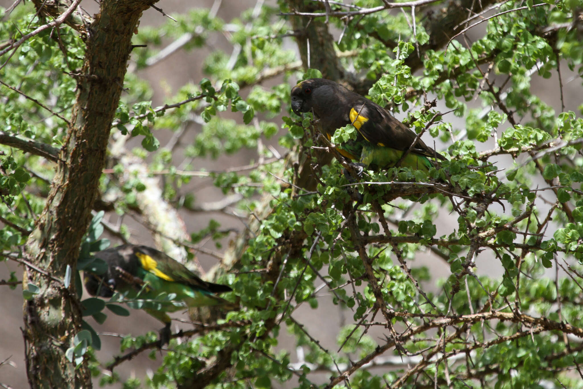 Image of Brown Parrot