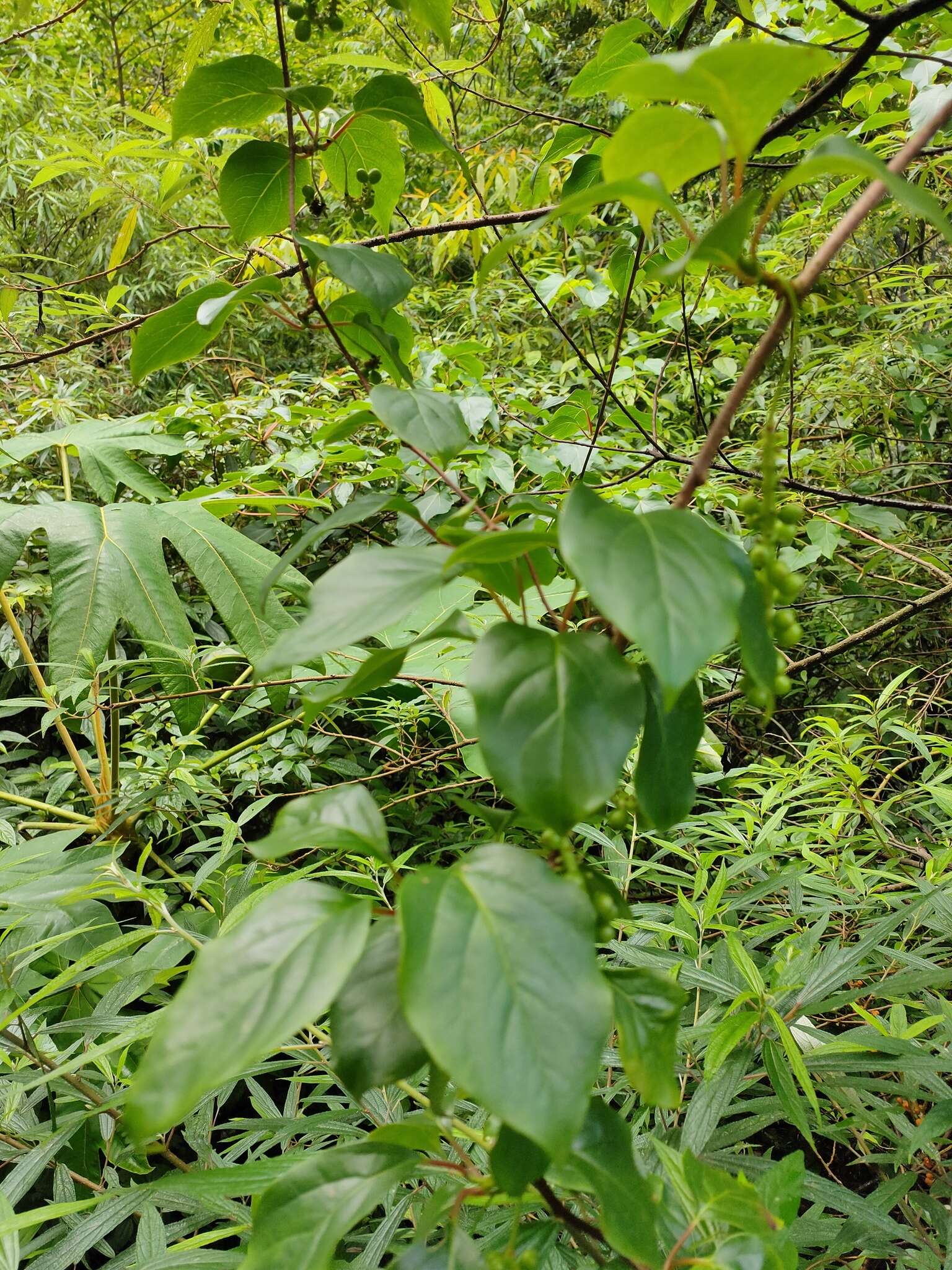 Image de Schisandra arisanensis Hayata