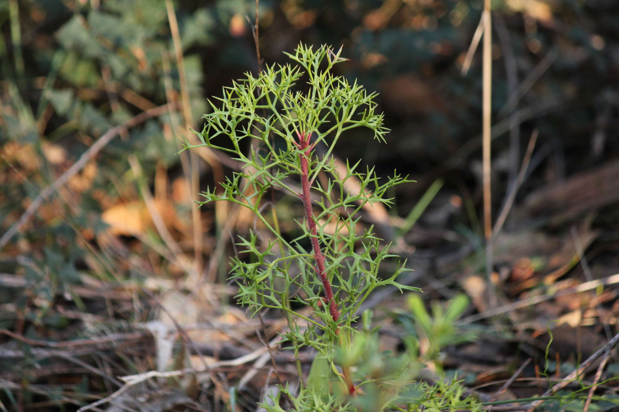 Imagem de Isopogon ceratophyllus R. Br.