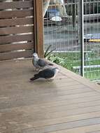 Image of White-headed Pigeon