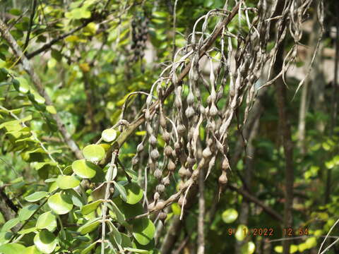 Plancia ëd Sophora tomentosa var. truncata Torr. & A. Gray