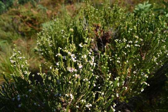 Imagem de Erica drakensbergensis Guthrie & Bolus