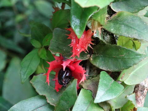 Imagem de Drymonia multiflora (Oerst. ex Hanst.) Wiehler