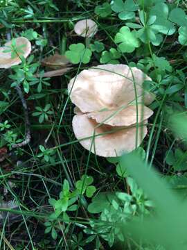 Image of funnel clitocybe