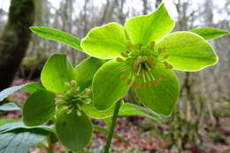 Image of Helleborus viridis subsp. occidentalis (Reuter) Schifner