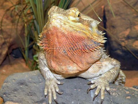 Image of <i>Pogona vitticeps</i> (Ahl 1926)