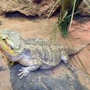 Image of central bearded dragon