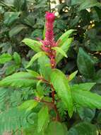 Imagem de Celosia argentea L.