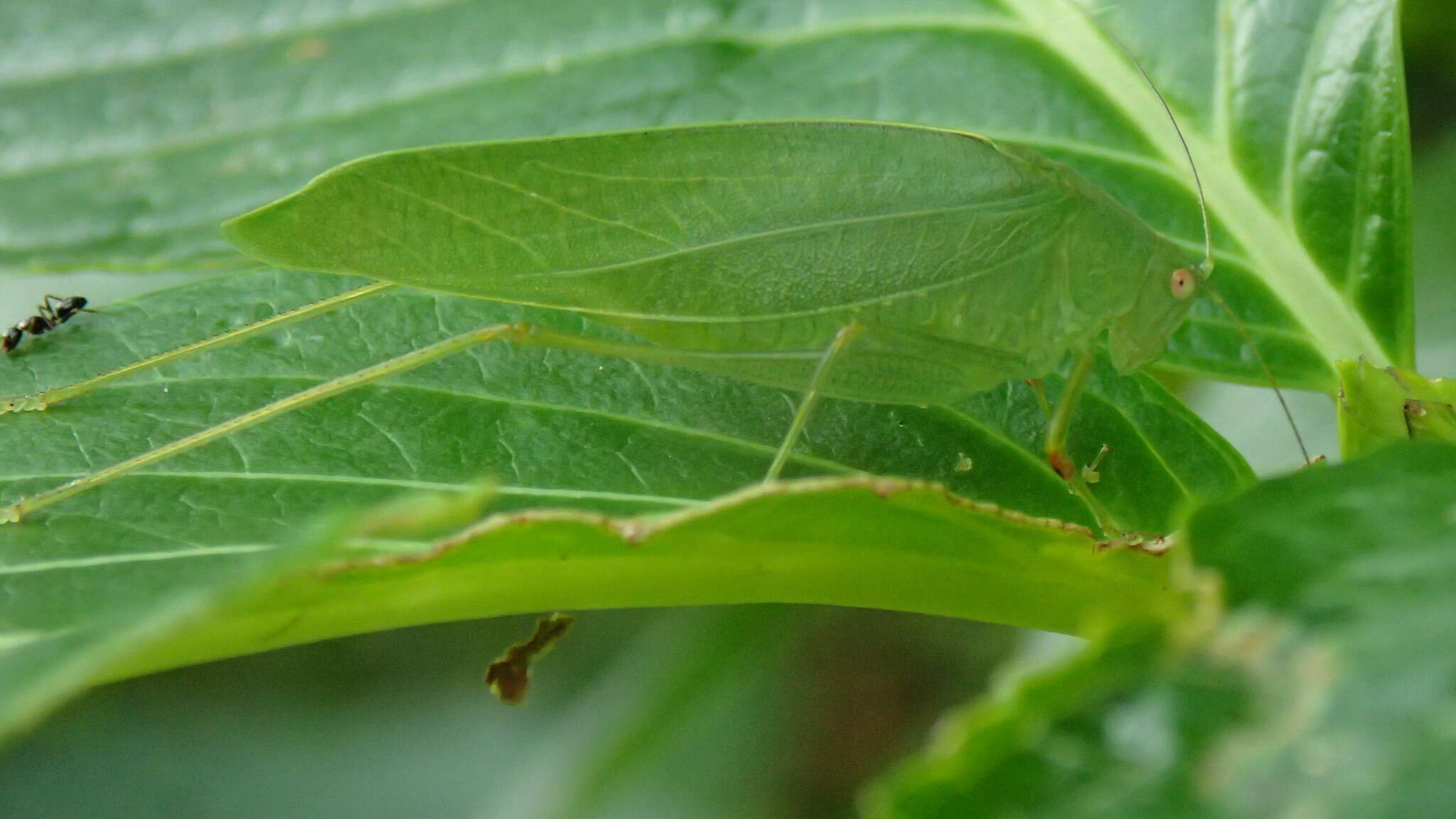 Image of Phaulula macilenta Ichikawa 2004