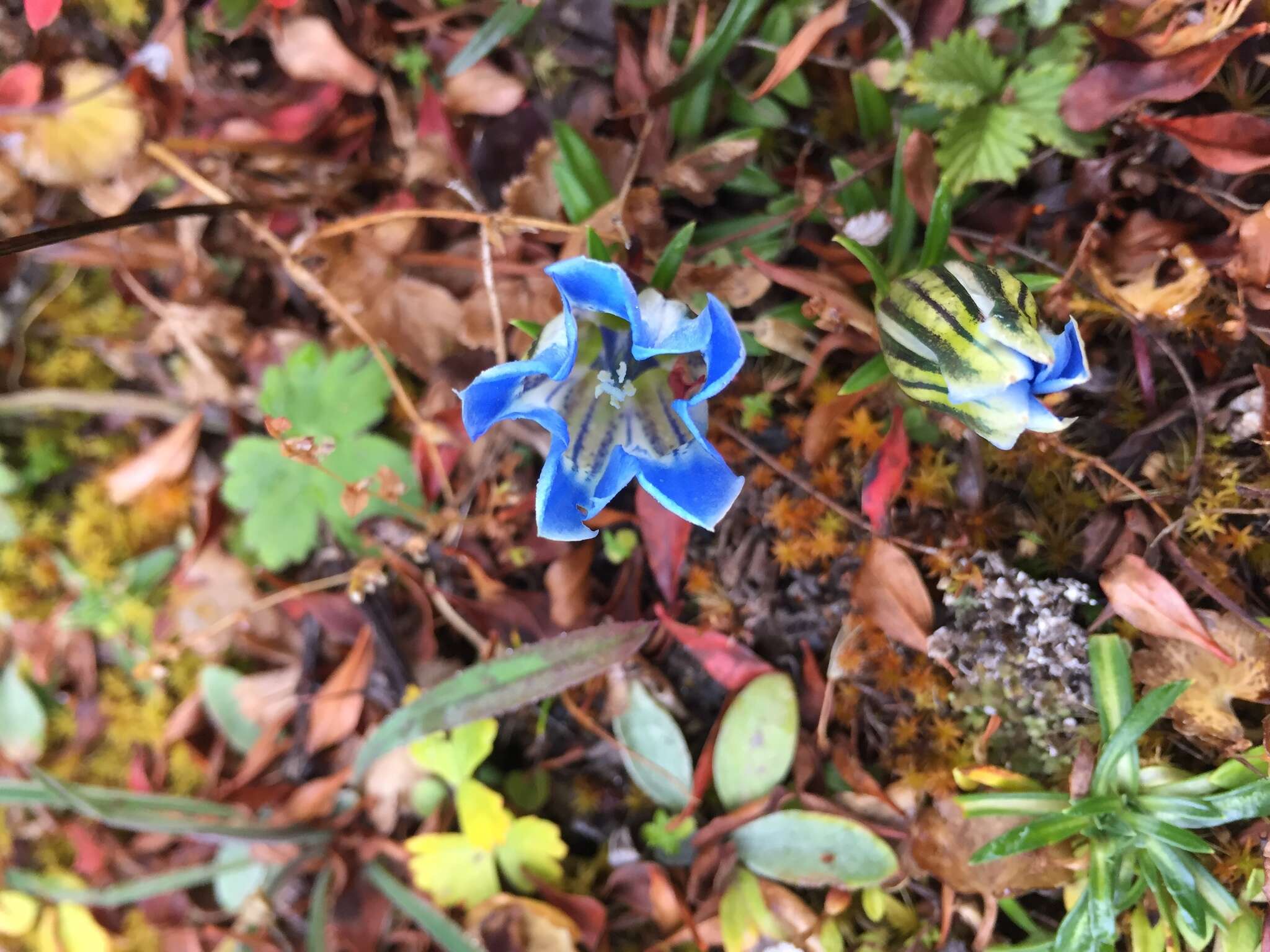 صورة Gentiana ornata (Wall. ex G. Don) Griseb.