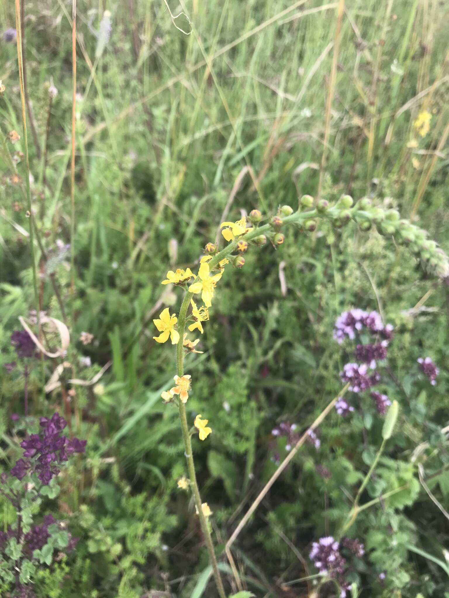 Image of Origanum vulgare subsp. vulgare