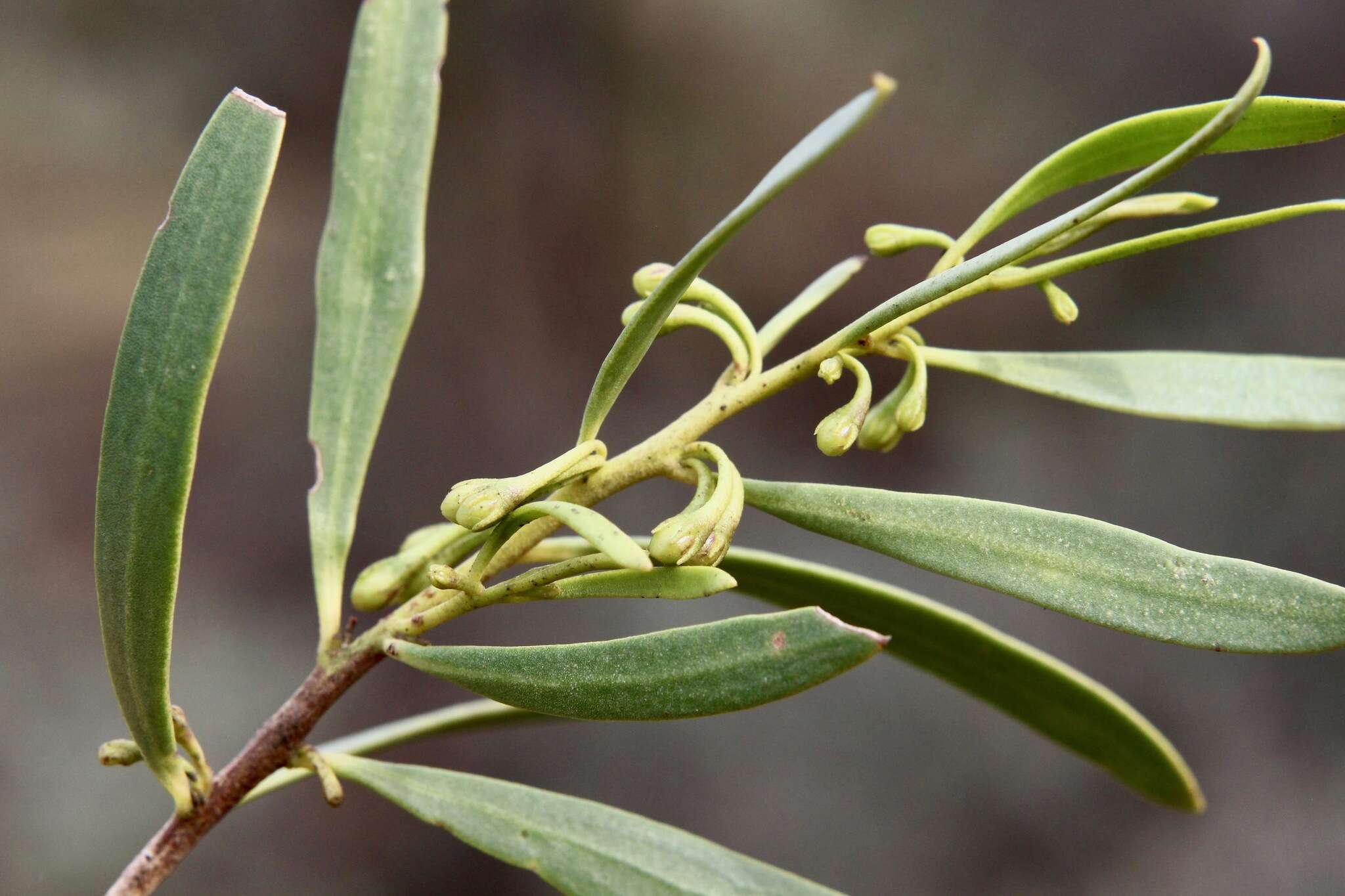 Image de Eremophila deserti (Cunn. ex Benth.) R. J. Chinnock