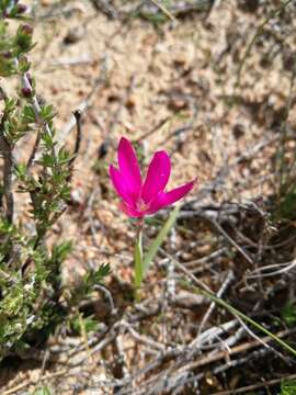 Image of Hesperantha latifolia (Klatt) M. P. de Vos