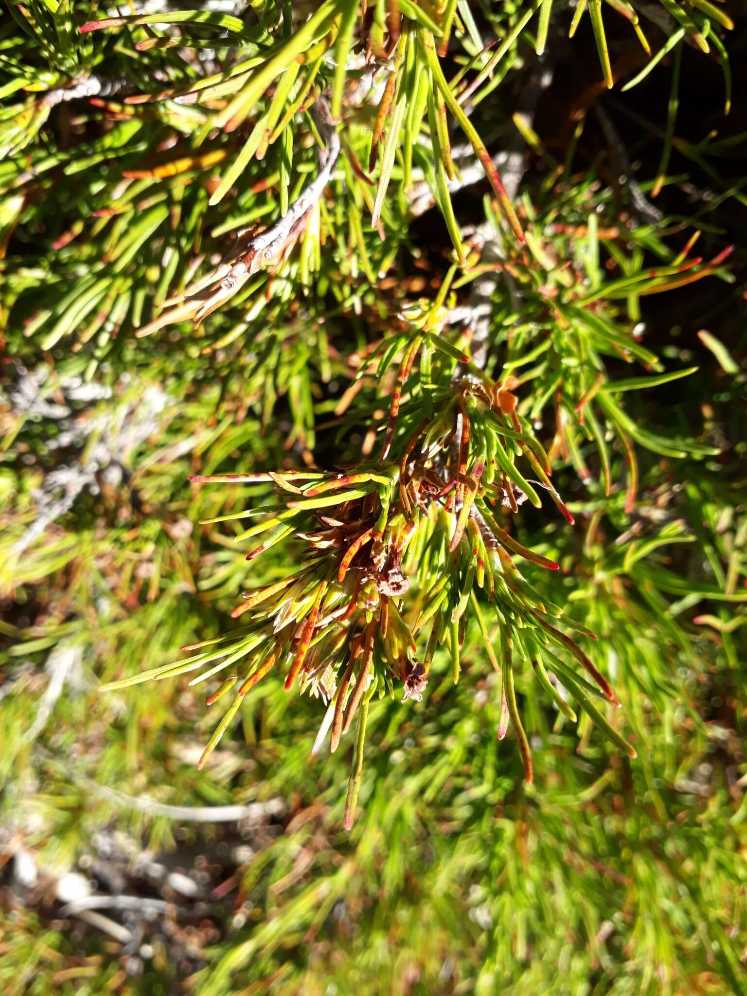 Image de Dracophyllum rosmarinifolium (Forst. fil.) R. Br.