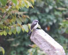 Image of Mackinnon's Shrike