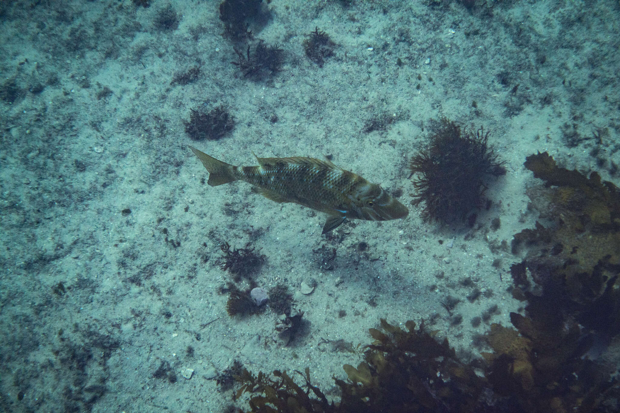 Lethrinus nebulosus (Forsskål 1775) resmi