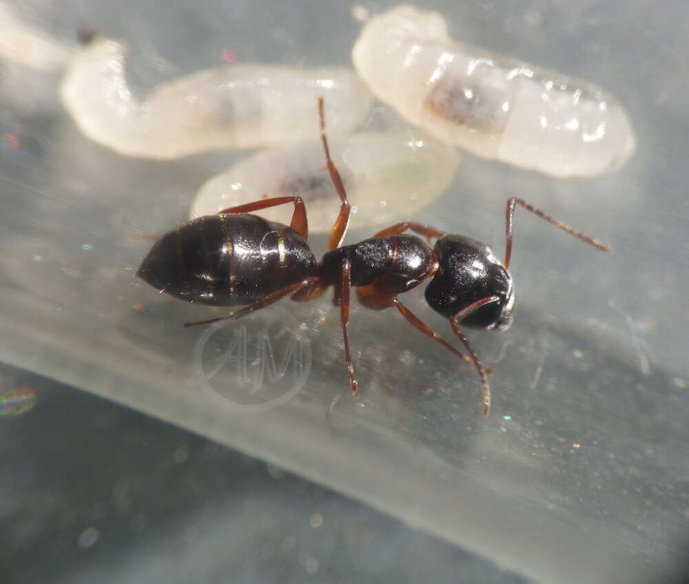 Image of Camponotus fallax (Nylander 1856)